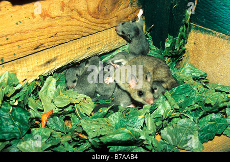 Moscardino commestibili (Glis glis) con animali giovani in un nido fatto di foglie, Allgaeu, Germania, Europa Foto Stock