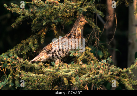 North American Abete rosso Grouse (Falcipennis canadensis), femmina, Territori del Nord-ovest, Canada, America del Nord Foto Stock