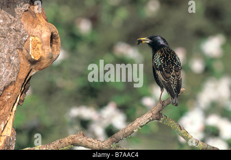 Starling comune (Sturnus vulgaris) con il cibo, ad albero cavo, Allgaeu, Germania, Europa Foto Stock