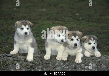 Alaskan Malamute cuccioli, 5 settimane di età Foto Stock