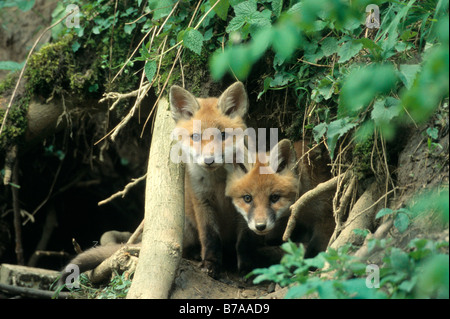 Red Fox (Vulpes vulpes vulpes), giovani animali in un nido Foto Stock