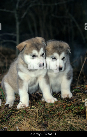 Alaskan Malamute cuccioli, 30 giorni Foto Stock