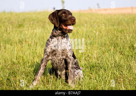 German Wirehaired puntatore, cane da caccia Foto Stock