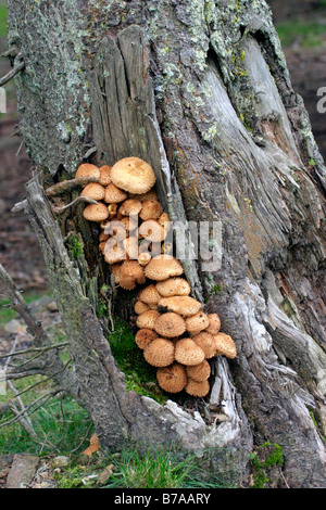 Chiodino (Armillaria mellea) Foto Stock