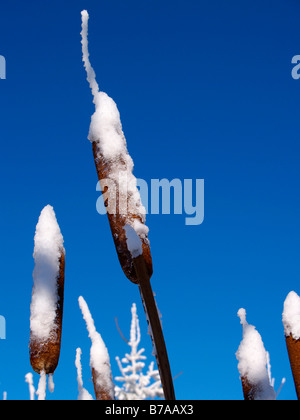 Erba elefante anche Napier di erba o di erba Uganda (Pennisetum purpureum) con neve, Koncita, Studlov, bianco dei Carpazi Foto Stock