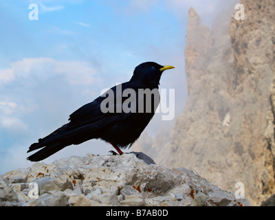 Gracchio alpino, giallo-fatturate (CHOUGH Pyrrhocorax graculus) in Langkofelkar, Dolomiti, Alpi, Italia, Europa Foto Stock