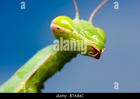 Mantide religiosa, mantid europea (mantide religiosa), ritratto Foto Stock