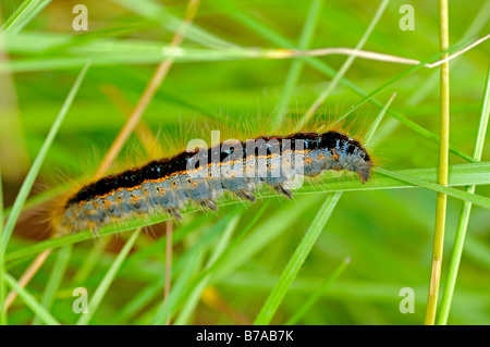 Catterpillar del nero-bianco venato (Aporia crataegi) Foto Stock