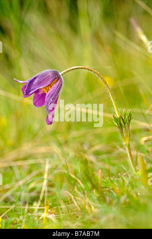 Red "Pasque flower (Pulsatilla rubra) Foto Stock