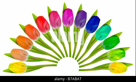 Tulipani colorati disposti in una forma a ventaglio su bianco Foto Stock