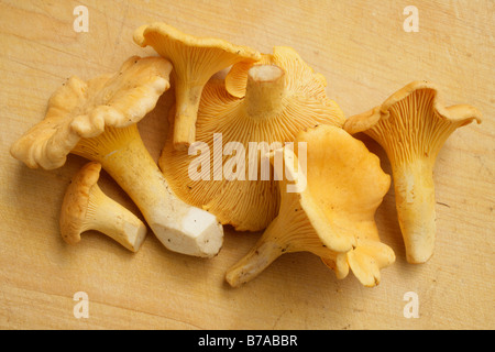 Cibo Liska obecna Cantharellus cibarius i finferli freschi Foto Stock