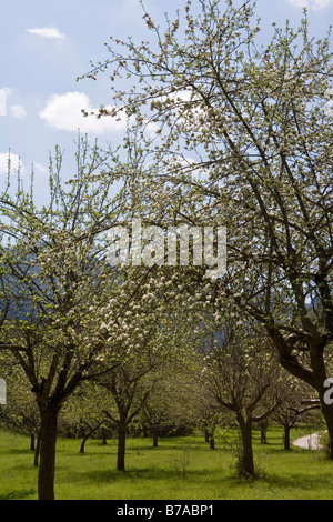 La fioritura dei ciliegi (cerasus), Andorra, Europa Foto Stock