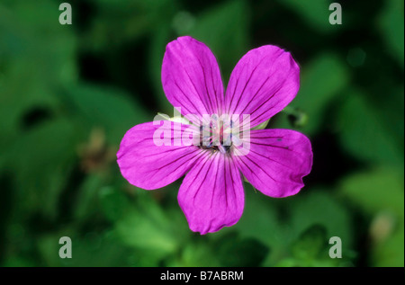 Marsh gru è Bill (Geranio palustre), unico fiore Foto Stock