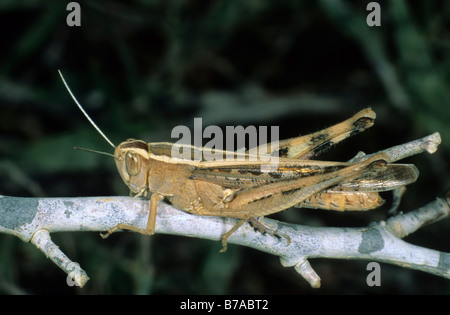 Italian Locust (Calliptamus italicus), Po, Italia, Europa Foto Stock