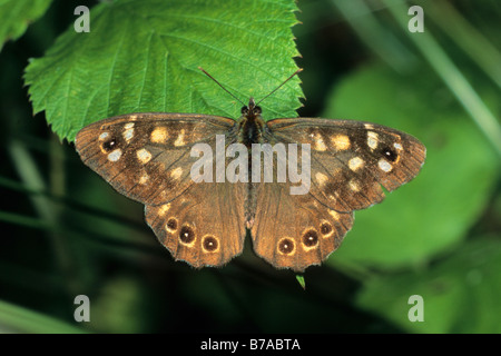 Chiazzato di legno (farfalla Pararge aegeria) bagni di sole Foto Stock