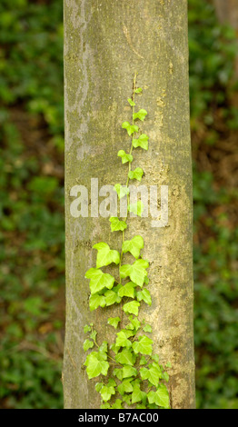 Edera rampicante su un tronco di albero Foto Stock