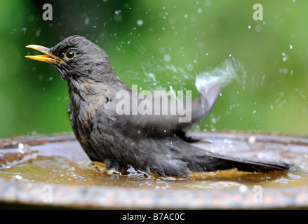 Merlo, comune Blackbird o Eurasian Blackbird (Turdus merula), balneazione femmina Foto Stock