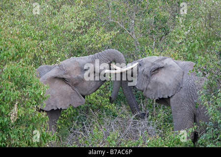 Elefante africano Loxodonta africana giocare combattimenti Masai Mara riserva nord Kenya Foto Stock