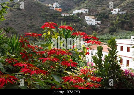 Fioritura stella di Natale o Poinsettia (Euphorbia pulcherrima), Hermigua, La Gomera, isole Canarie, Spagna, Europa Foto Stock