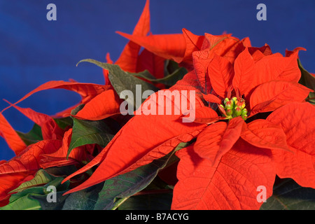 Poinsettia o stella di Natale (Euphorbia pulcherrima) Foto Stock