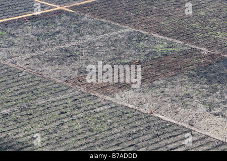 Olio di palma plantation, cancellato dai bulldozer, come si vede dal Genung Kelam montagna, Sintang, West Kalimantan, Borneo, Indonesia, così Foto Stock