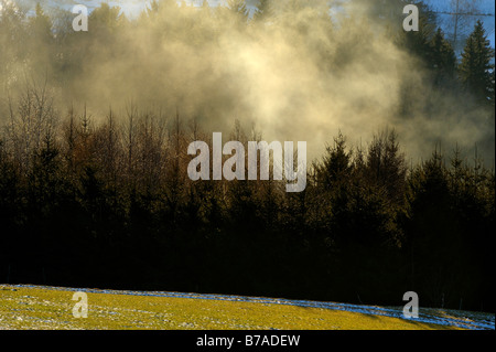 La foresta di abete rosso nel primo mattino haze, Auerberg, Markt Oberdorf, Allgaeu, Baviera, Germania, Europa Foto Stock