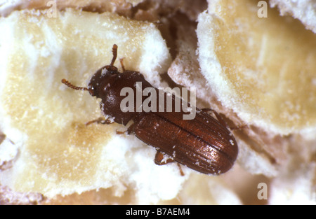 Farina beetle Tribolium castaneum adulto pest di storage sul pasto di farina Foto Stock