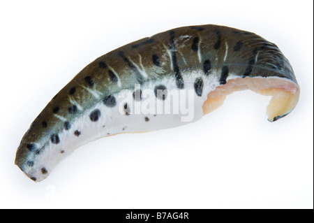 Il filetto di pesce gatto tigre Pseudoplatystoma fasciatum brasil Filet Fillet ha sottolineato i punti di bianco e nero spot bw spotted bella pelle Foto Stock