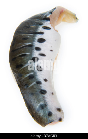 Il filetto di pesce gatto tigre Pseudoplatystoma fasciatum brasil Filet Fillet ha sottolineato i punti di bianco e nero spot bw spotted bella pelle Foto Stock