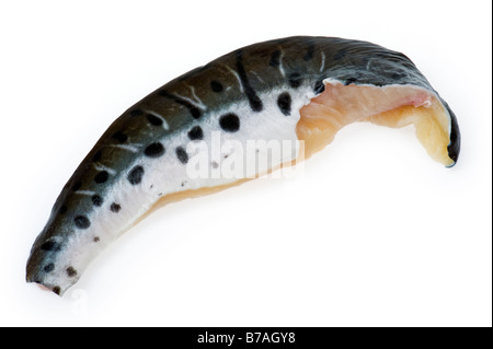 Il filetto di pesce gatto tigre Pseudoplatystoma fasciatum brasil Filet Fillet ha sottolineato i punti di bianco e nero spot bw spotted bella pelle Foto Stock