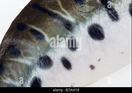 Il filetto di pesce gatto tigre Pseudoplatystoma fasciatum brasil Filet Fillet ha sottolineato i punti di bianco e nero spot bw spotted bella pelle Foto Stock