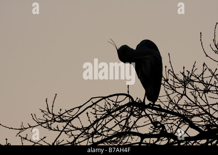 Silhouette di airone cenerino Ardea cinerea preening sugli alberi, colline Malvern, Worcestershire Foto Stock