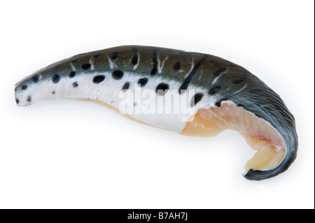 Il filetto di pesce gatto tigre Pseudoplatystoma fasciatum brasil Filet Fillet ha sottolineato i punti di bianco e nero spot bw spotted bella pelle Foto Stock