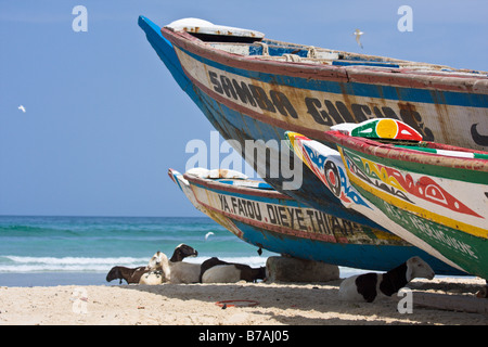 Bianco e nero pezzata di ovini e caprini di snooze nell'ombra di colorfully-Barche dipinte che la linea della spiaggia di Yoff. Foto Stock