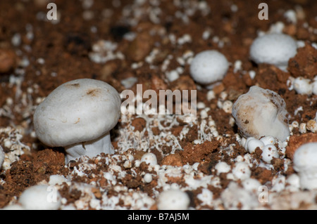 Fungo attaccato dalla malattia in una fattoria a fungo Foto Stock