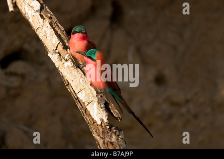 Coppia di Southern Carmine i gruccioni appollaiato in Okavango Panhandle, Botswana Foto Stock