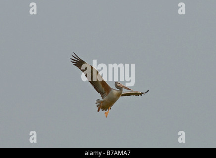 Rosa backed pelican, Pelecanus rufescens, arrivando in terra, Africa occidentale Foto Stock