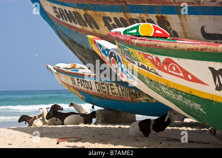 Bianco e nero pezzata di ovini e caprini di snooze nell'ombra di colorfully-Barche dipinte che la linea della spiaggia di Yoff. Foto Stock