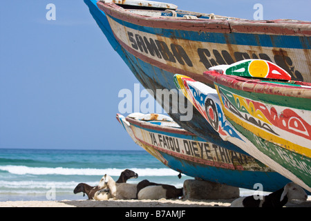 Bianco e nero pezzata di ovini e caprini di snooze nell'ombra di colorfully-Barche dipinte che la linea della spiaggia di Yoff. Foto Stock