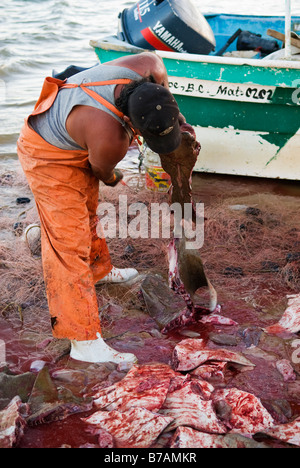 I pescatori messicani ordina e butcher cattura di raggi Bat Myliobatis Californica dal mare di Cortez San Felipe Baja California Messico Foto Stock