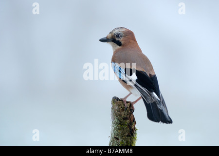 Eurasian Jay (Garrulus glandarius) appollaiato sul ramo Foto Stock