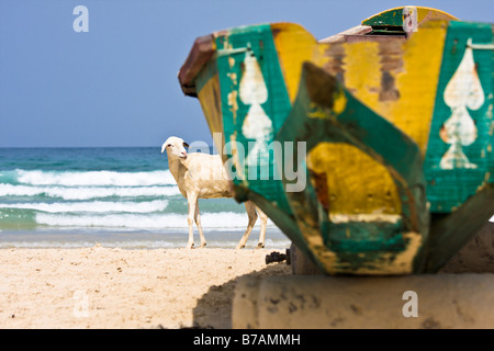 Un picchi di pecora fuori da dietro un colorfully-barca dipinta sdraiato sulla spiaggia di Yoff, un villaggio di pescatori a 30 minuti da Dakar. Foto Stock