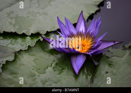 Ninfea (Nymphaea), tra foglie in un stagno Foto Stock