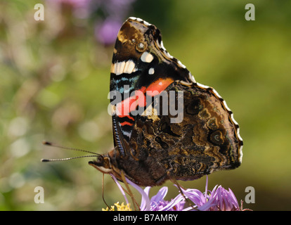 Red Admiral (Vanessa Atalanta) bere il nettare dal fiore viola di un aromatico Aster (Aster oblongifolius) Foto Stock