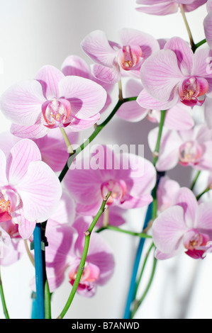 Viola di fiori di orchidea close up Foto Stock
