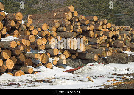 Log in attesa di essere accompagnati al mulino sedersi in una coperta di neve logpile Foto Stock