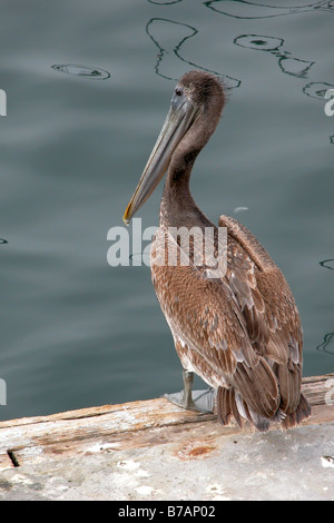 Pelican prendendo una pausa al porto di Marina del Rey, California, Stati Uniti d'America. Foto Stock