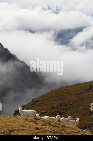 Gregge di pecore dallâ Thinhorn anche pecore (ovis dalli), sul prato alpino, Hoge Pass, San nuvole, Elias montagne dietro, Donjek Foto Stock