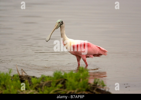 Roseate Spatola (Platalea ajaja) Foto Stock