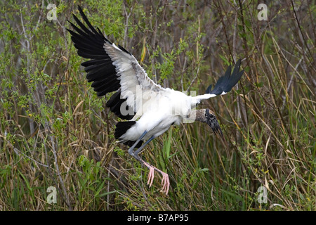 Mycteria americana, legno Stork Foto Stock